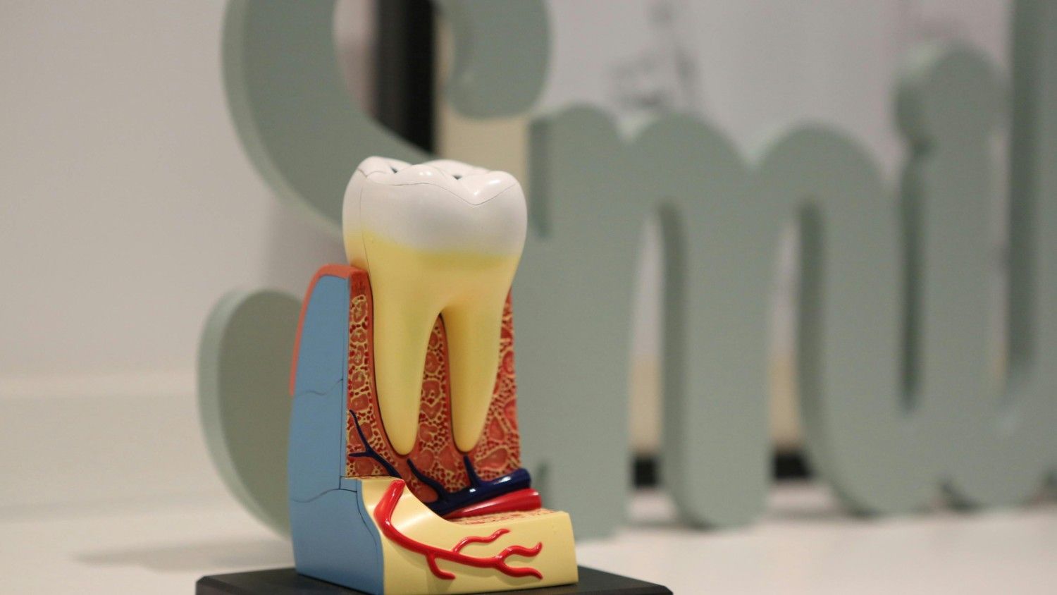 Cross-sectionmodelofahumantoothshowinginternalstructur