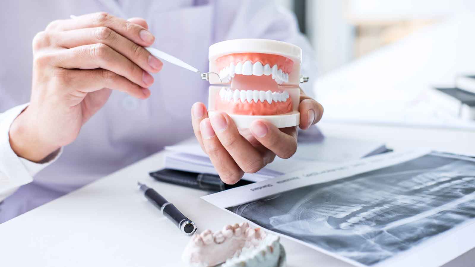 Dentist-explaining-teeth-model